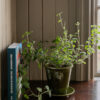 Lion pot Gysinge