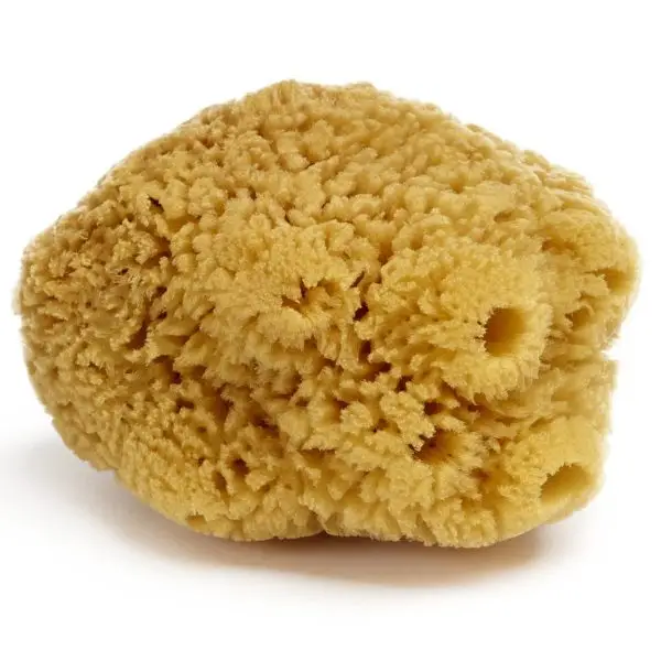 Natursvamp