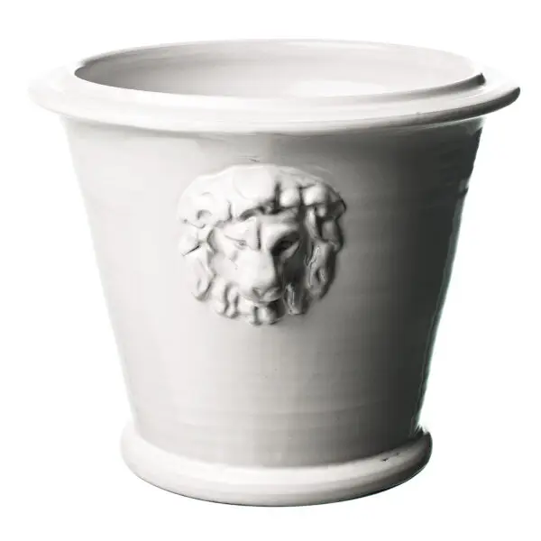 Lejonkruka stor